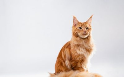 Pelo arancione dei gatti, finalmente sappiamo qual è il suo segreto