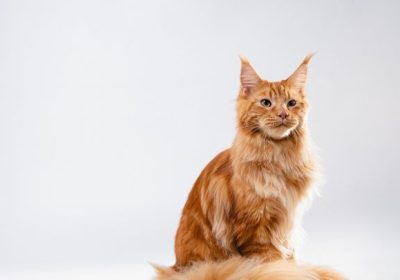Pelo arancione dei gatti, finalmente sappiamo qual è il suo segreto