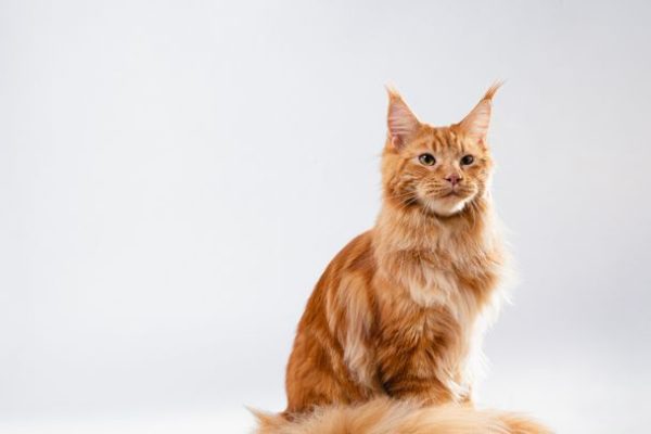 Pelo arancione dei gatti, finalmente sappiamo qual è il suo segreto
