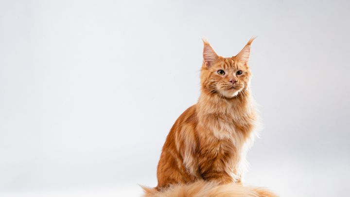 Pelo arancione dei gatti, finalmente sappiamo qual è il suo segreto