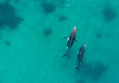 Urina delle balene, perché è importantissima per la salute del nostro pianeta
