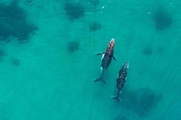 Urina delle balene, perché è importantissima per la salute del nostro pianeta