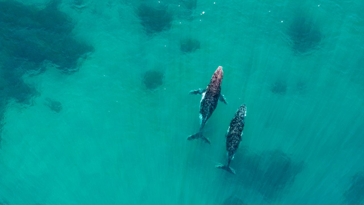 Urina delle balene, perché è importantissima per la salute del nostro pianeta