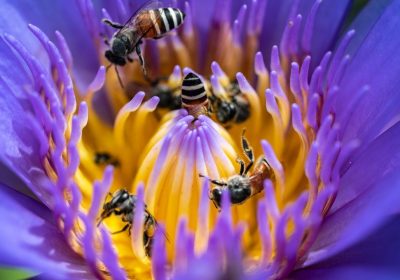 Giornata mondiale delle api, cosa possiamo fare per difenderle dalle nuove minacce