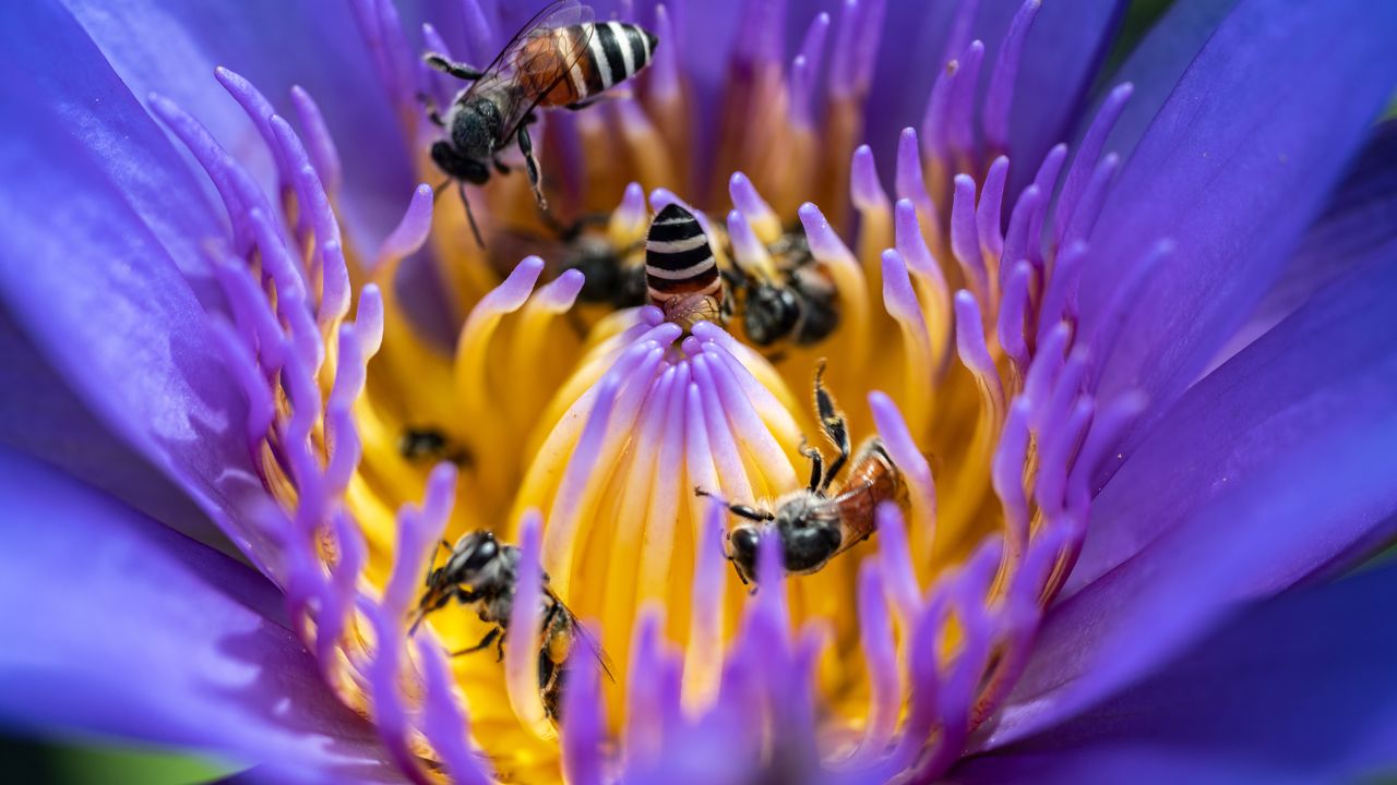 Giornata mondiale delle api, cosa possiamo fare per difenderle dalle nuove minacce