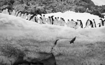 Gli escrementi dei pinguini contribuiscono a mantenere fresca l’Antartide promuovendo la formazione di nuvole