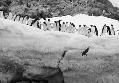 Gli escrementi dei pinguini contribuiscono a mantenere fresca l’Antartide promuovendo la formazione di nuvole