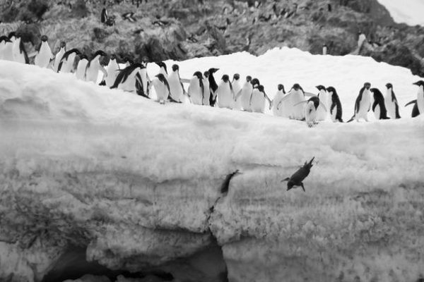 Gli escrementi dei pinguini contribuiscono a mantenere fresca l’Antartide promuovendo la formazione di nuvole