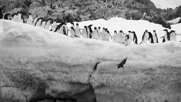 Gli escrementi dei pinguini contribuiscono a mantenere fresca l’Antartide promuovendo la formazione di nuvole