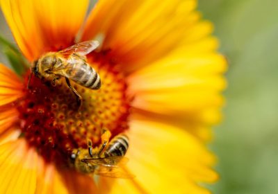 Sonno delle api, perché il fatto che sia simile al nostro è una scoperta importante