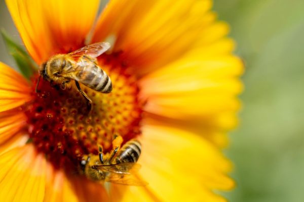 Sonno delle api, perché il fatto che sia simile al nostro è una scoperta importante