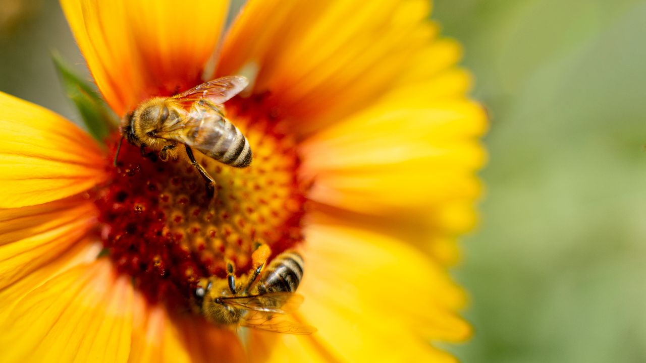 Sonno delle api, perché il fatto che sia simile al nostro è una scoperta importante