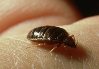 Le cimici dei letti ci tormentano da almeno 50mila anni, decidendo poi di seguirci quando ci siamo spostati nelle città