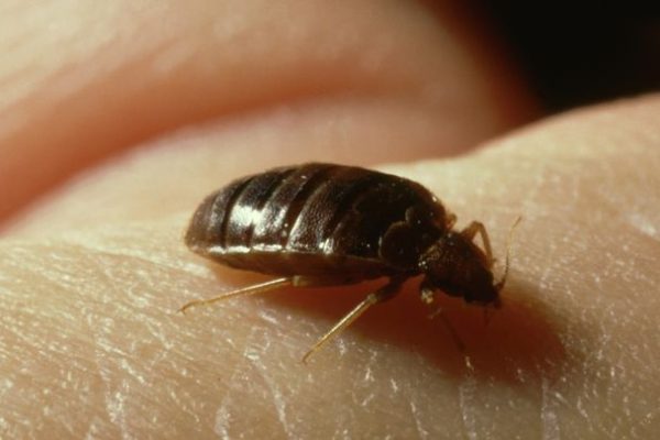 Le cimici dei letti ci tormentano da almeno 50mila anni, decidendo poi di seguirci quando ci siamo spostati nelle città