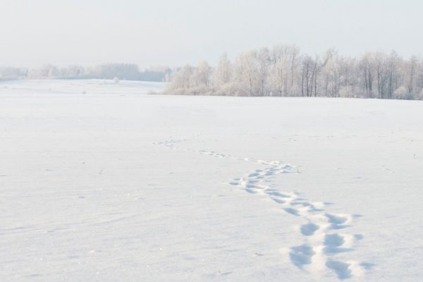 Catastrofe climatica globale di 8200 anni fa, come sono sopravvissuti gli esseri umani