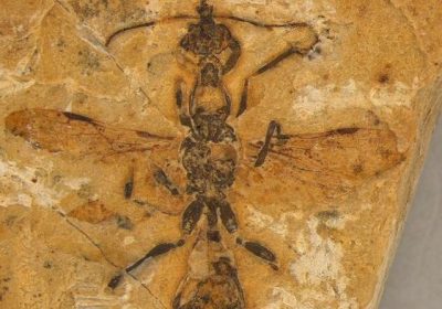 Formica più antica di sempre , la scoperta di un fossile ‘infernale’ di 113 milioni di anni fa