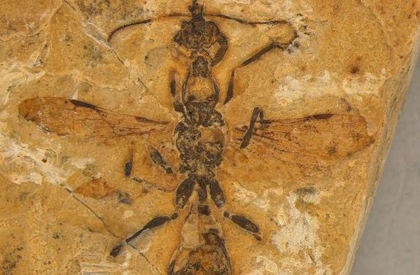 Formica più antica di sempre , la scoperta di un fossile ‘infernale’ di 113 milioni di anni fa