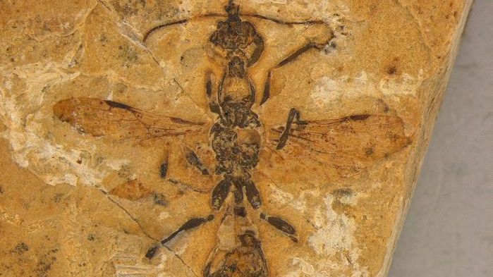 Formica più antica di sempre , la scoperta di un fossile ‘infernale’ di 113 milioni di anni fa