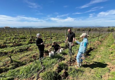 Cos’è il carbon farming che in Veneto e Toscana si usa per il vino