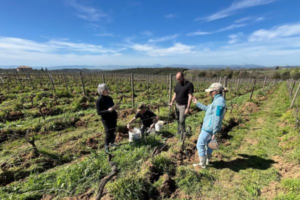 Cos’è il carbon farming che in Veneto e Toscana si usa per il vino