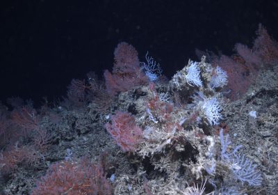 Montagne sommerse in Italia, la missione Ispra sta mappando le cime negli abissi