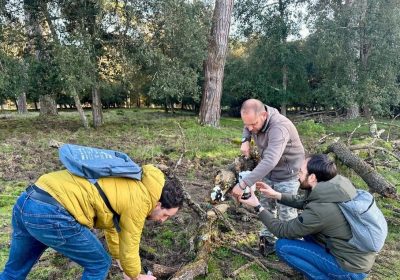 IA riconosce e conta cinghiali e daini in parco San Rossore – Notizie