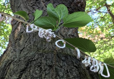 Takahashia japonica, la cocciniglia orientale sta rimepiendo di anelli bianchi gli alberi del Nord Italia