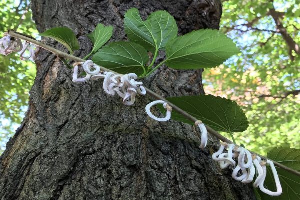Takahashia japonica, la cocciniglia orientale sta rimepiendo di anelli bianchi gli alberi del Nord Italia