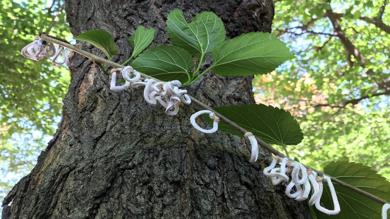 Takahashia japonica, la cocciniglia orientale sta rimepiendo di anelli bianchi gli alberi del Nord Italia