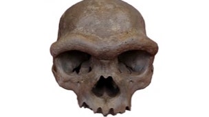 Finalmente sappiamo che il cranio quasi completo del cosiddetto “Dragon Man” apparteneva a un Homo di Denisova