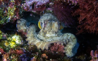 Invasione dei polpi nel Canale della Manica, perché è un preoccupante campanello d’allarme