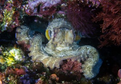 Invasione dei polpi nel Canale della Manica, perché è un preoccupante campanello d’allarme