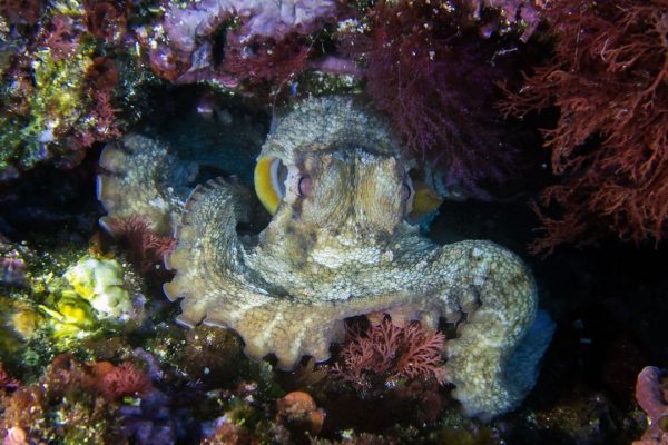Invasione dei polpi nel Canale della Manica, perché è un preoccupante campanello d’allarme