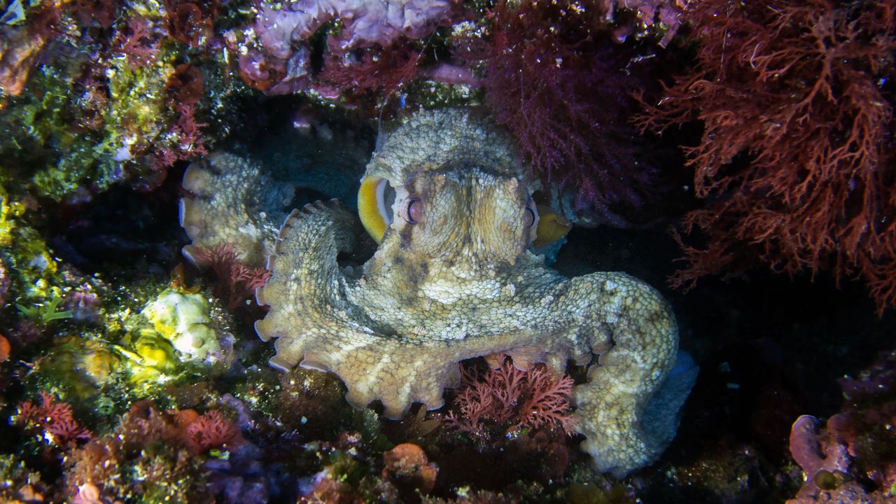 Invasione dei polpi nel Canale della Manica, perché è un preoccupante campanello d’allarme