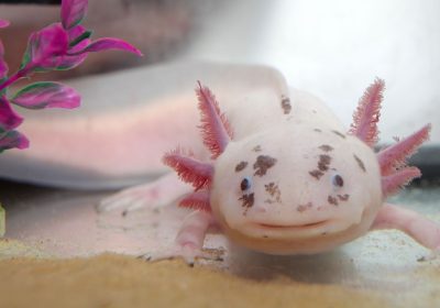 Axolotl, ora sappiamo come lo straordinario anfibio riesce a farsi ricrescere interi arti e organi