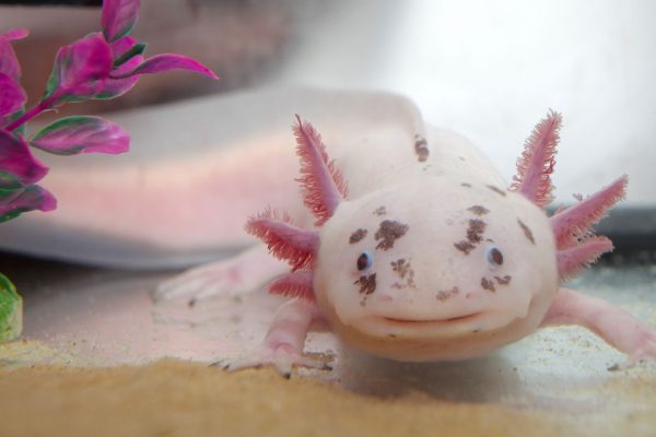 Axolotl, ora sappiamo come lo straordinario anfibio riesce a farsi ricrescere interi arti e organi