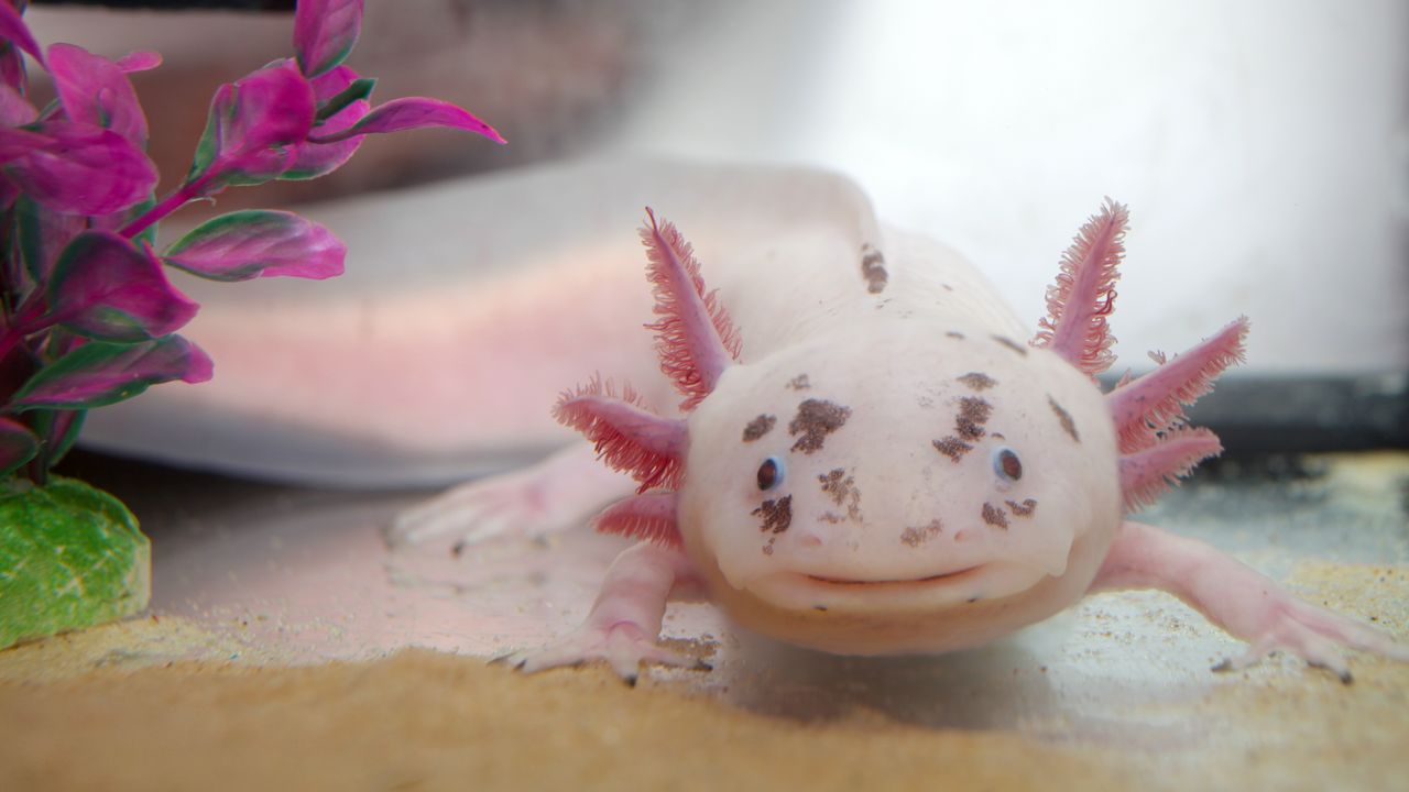 Axolotl, ora sappiamo come lo straordinario anfibio riesce a farsi ricrescere interi arti e organi