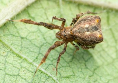 Il vomito di un ragno può essere altrettanto tossico e pericoloso di un morso