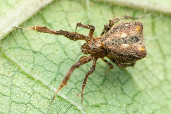 Il vomito di un ragno può essere altrettanto tossico e pericoloso di un morso