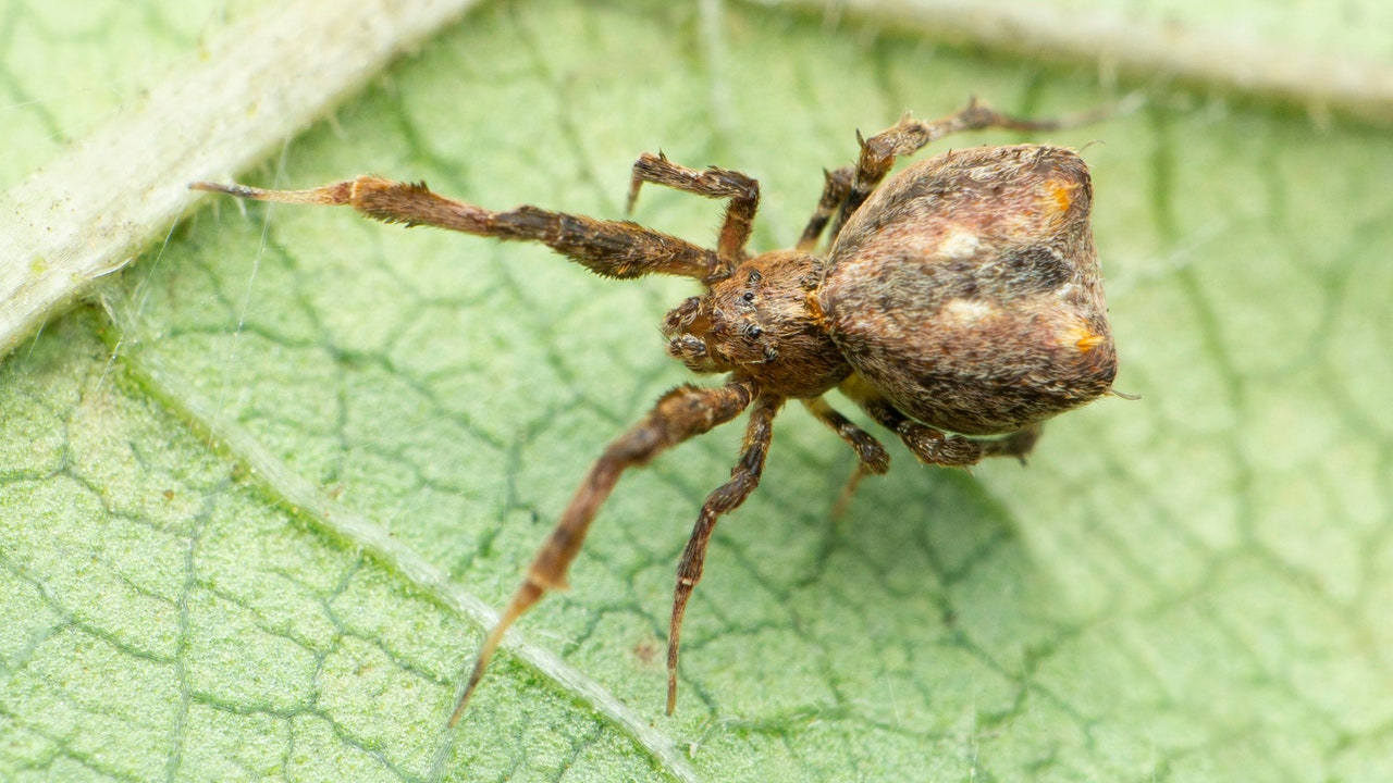 Il vomito di un ragno può essere altrettanto tossico e pericoloso di un morso