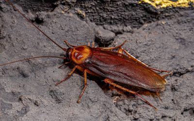 Blatta volante americana che sta invadendo Roma, come riconoscerla e se è pericolosa