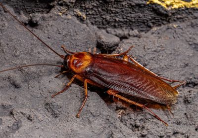 Blatta volante americana che sta invadendo Roma, come riconoscerla e se è pericolosa