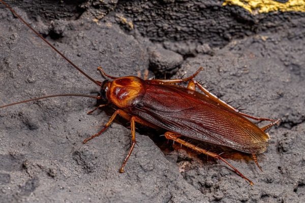 Blatta volante americana che sta invadendo Roma, come riconoscerla e se è pericolosa