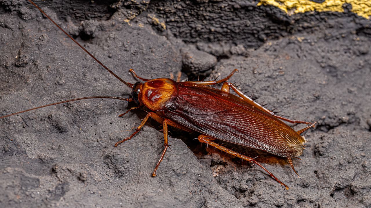 Blatta volante americana che sta invadendo Roma, come riconoscerla e se è pericolosa