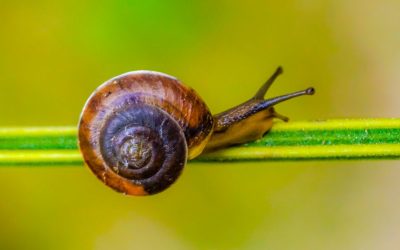 Lumache killer, in Australia aumentano i casi di cani colpiti e cresce l’allerta anche per gli esseri umani
