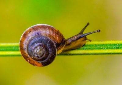 Lumache killer, in Australia aumentano i casi di cani colpiti e cresce l’allerta anche per gli esseri umani