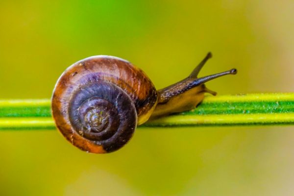 Lumache killer, in Australia aumentano i casi di cani colpiti e cresce l’allerta anche per gli esseri umani