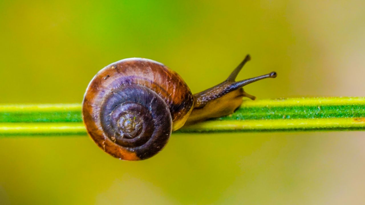 Lumache killer, in Australia aumentano i casi di cani colpiti e cresce l’allerta anche per gli esseri umani