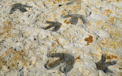 I dinosauri danzavano per amore e lo facevano in una gigantesca arena