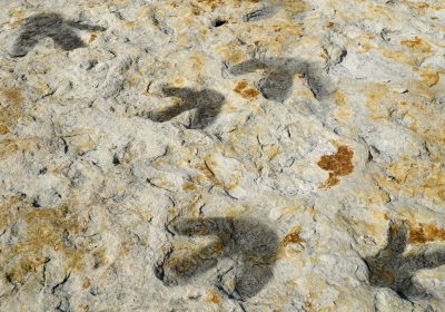 I dinosauri danzavano per amore e lo facevano in una gigantesca arena